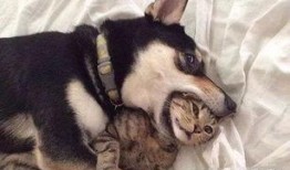 猫咪遥控爆料视频下载安装,视频下载安装全攻略