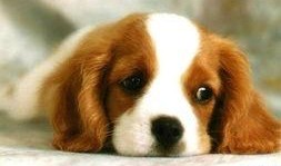 娱乐狗子10月爆料,10月娱乐圈大事件揭秘