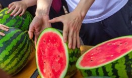 免费吃瓜密码,揭秘网络红人背后的秘密