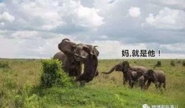 水牛配方爆料视频教程,视频教程带你轻松掌握制作技巧