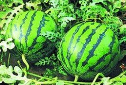 泰国西瓜最新爆料新闻