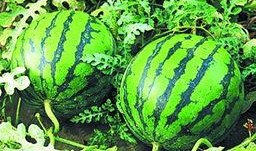 泰国西瓜最新爆料新闻