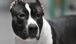 比特猛犬爆料视频播放在线观看,独家内容在线观看解析