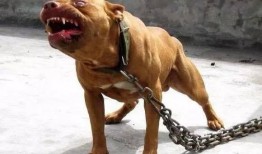 比特猛犬爆料视频播放在线观看,独家内容在线观看解析