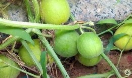 免费吃野瓜的平台,揭秘野瓜平台美食之旅