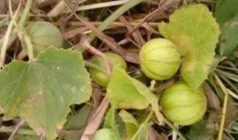 免费吃野瓜的平台,揭秘野瓜平台美食之旅