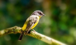 笨鸟在线观看,轻松幽默的喜剧之旅