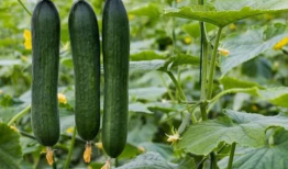 暗料网免费吃瓜,揭秘娱乐圈幕后真相