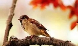 笨鸟在线观看,轻松幽默的喜剧之旅