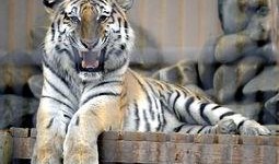 韩国大虎 在线观看,在线观看，揭秘神秘势力背后的真相