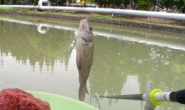 新瓜最新爆料钓鱼视频大全