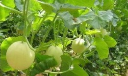 甜瓜娱乐爆料君是谁啊,网络红人背后的故事