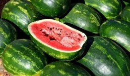 免费吃瓜密码,揭秘网络红人背后的秘密