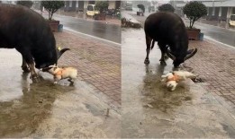 水牛配方爆料视频教程,视频教程带你轻松掌握制作技巧