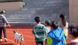 塔沟武校爆料案件最新,揭开校园暴力背后的真相