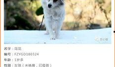 《花母狗》在线观看,温情治愈，母爱如歌的感人故事