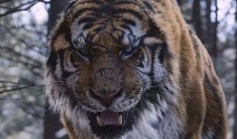 韩国大虎 在线观看,在线观看，揭秘神秘势力背后的真相