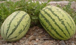 临夏网红浪山吃瓜事件,一场网络狂欢背后的争议与反思