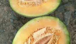 大城网红吃瓜,揭秘网络红人背后的故事