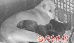 《花母狗》在线观看,温情治愈，母爱如歌的感人故事