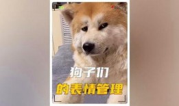 娱乐狗子10月爆料,10月娱乐圈大事件揭秘