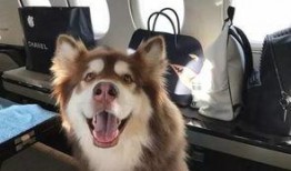 娱乐狗子10月爆料,10月娱乐圈大事件揭秘