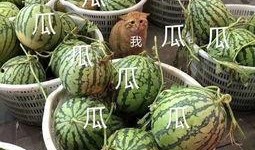 娱乐吃瓜图,吃瓜图背后的惊人真相