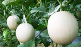 甜瓜娱乐爆料君是谁啊,网络红人背后的故事